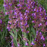 Аптекарский огород