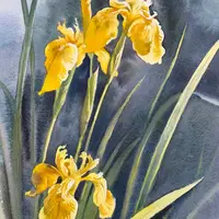 Желтые ирисы акварелью