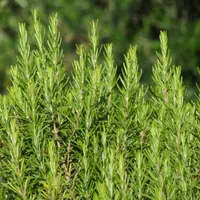 Первая помощь природными средствами при перегреве, недомогании и травмах