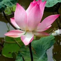 Акватика без воды