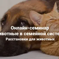 Животные в семейной системе. Расстановки для животных