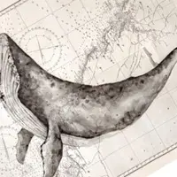 Горбатые киты — гиганты, которые приходят на помощь