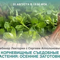 Корневищные съедобные растения: осенние заготовки