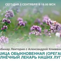 Душица обыкновенная (орегано): солнечный лекарь наших лугов