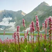 Почему цветы цветные? Экология растительных пигментов