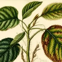 Болезни растений: прошлое, настоящее, будущее