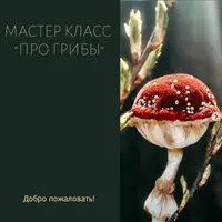 Про Грибы