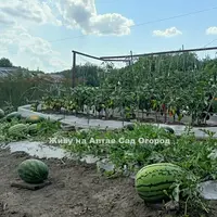 Руководство по выращиванию арбузов на грядке-термосе