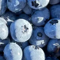 Интенсив по культурам для Бизнеса. Модель питомника на одной культуре: Голубика