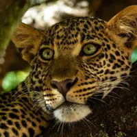 Тигр в воде