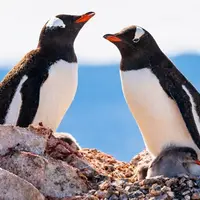 Гусь во фраке. Интерактивная лекция полярного путешественника