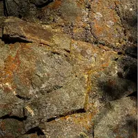 Держаться корней: Пачули, ирис, ветивер