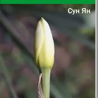 Даосский Интимный Энергетический Массаж для Мужчины