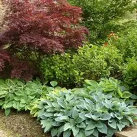 Путеводитель по декоративным растениям