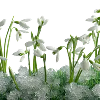 Клиническая и профилактическая ароматерапия