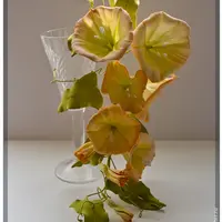 Вьюнок из фома