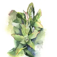 Коммерческая иллюстрация – Зелень