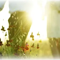 Школа близких отношений