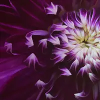 The Art of Flower Photography