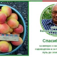 Мастер-класс по созданию плодового сада